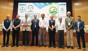 Direct seeded rice can cut water use by 35%, lower costs by Rs 14,000 per hectare