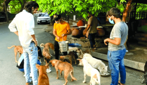 Do NGOs, activists claiming to care for stray animals accept liability, asks SC