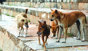 Dog’s mood undecipherable, yet vulnerable: SC to pet lovers