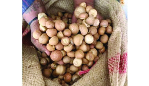 DRI busts network involved in Rs 2,500-cr customs duty fraud in areca nut imports