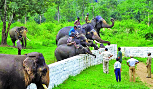 Dubare tragedy: The dangerous illusion of ‘tamed’ elephants