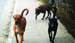 Dwarka dog shelter to be ready by November: MCD officials