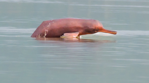 Echoes of survival: India’s largest river dolphin survey begins