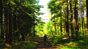 Ecological federalism: Transcending man-made borders