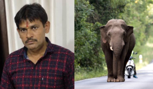 Elephant kills autorickshaw driver while being fed jaggery in Indore; mahout booked