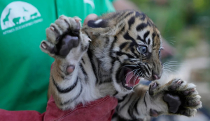 Endangered Sumatran tiger cubs born in Greece as zoos build safety population