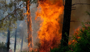 Europe’s wildfires have raised danger posed by unexploded WWII bombs