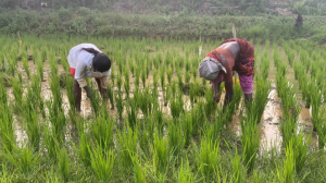 Experiential learning reshaping villages