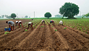 Fake farmer registrations used to sell cheap moong to govt at MSP in MP