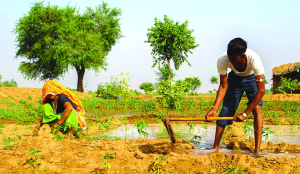 Fertiliser subsidy bill set to overshoot budget estimate amid West Asia crisis