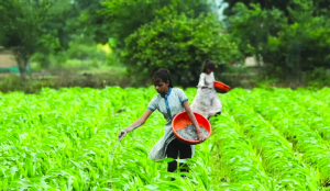 Fertiliser subsidy to cross Rs 3 lakh cr in FY27: Govt