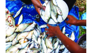 Fisheries secretary launches national plan for small-scale fishers