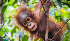 Five orangutans rescued in Odisha forest as wildlife smuggling suspected