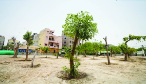 Forest Department approves transplantation of 32 trees in Dwarka