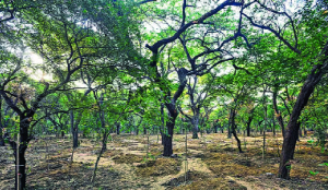 Forest department plans four-year eco-restoration exercise to remove invasive kikar from Ridge
