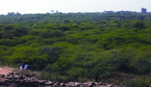 Forest department to plant 1.5 lakh saplings in Central Ridge