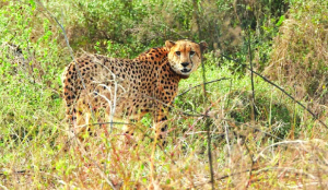Forest dept denies Cheetah death reports under RTI, cites risk to foreign relations
