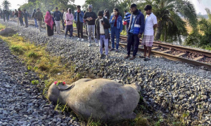 Forest personnel help avert elephant-train collision in Assam's Hojai