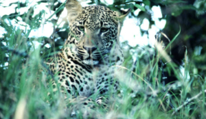Fourth leopard captured in UP’s Dudhwa Buffer zone since August 2