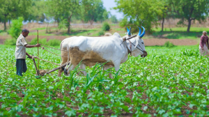 From soil to sustenance: India’s wellness depends on its farmers