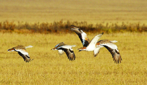 From vultures to bustards: Reversing avian decline needs habitats, not robots