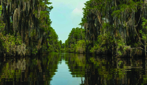 Georgia’s Okefenokee Swamp among new additions to join UNESCO’s World Heritage list
