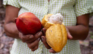 Ghana Parliament passes tough cocoa farm protection law