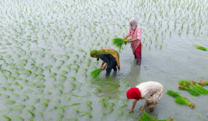Government has approved higher MSP for 14 Kharif crops for 2026–27, with sunflower seed and cotton seeing the biggest increases, aiming to ensure better returns for farmers.