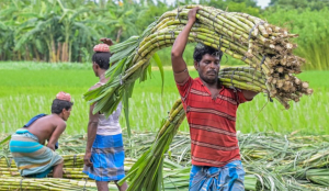 Government rejects ethanol diversion as cause of sugar price rise, cites low output and hoarding