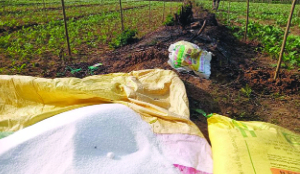 Government to import 17 lakh tonnes of urea