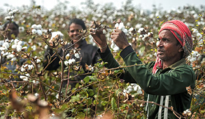 Government waives customs duty on cotton imports till October 31