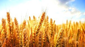 Govt approves 25 lakh tonnes of wheat exports