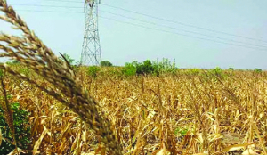 Govt hikes paddy MSP by Rs 72 to Rs 2,441/qtl; sunflower seed sees steepest rise at Rs 622
