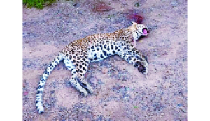 Govt launches action plan to protect clouded leopard
