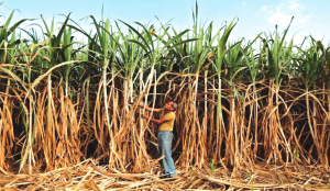 Govt overhauls six-decade-old sugarcane law; seeks comments on draft by May 20