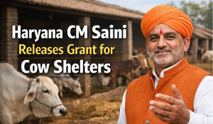 Haryana CM Saini releases grant for cow shelters