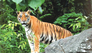 HC directs J’khand PCCF to appear in person in PTR tiger conservation case