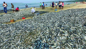 Hilsa returns to upper Ganga after decades