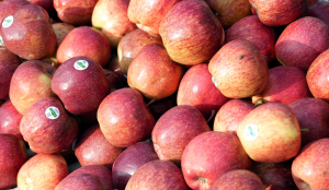 Himachal apple growers face CAN fertiliser shortage