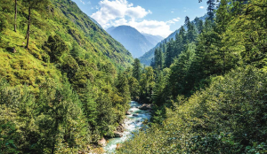 Himachal CM directs plan to raise forest cover to 31% by 2030