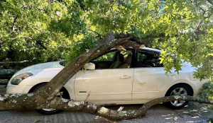 Himachal Police tells to avoid parking near weak trees during rain after Shimla roadside incident