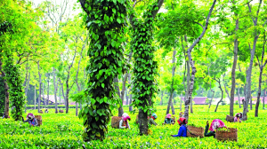 How Assam’s sisters are rewriting the State’s economic script