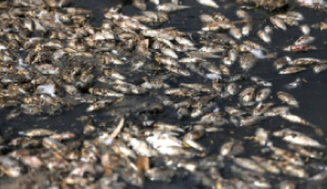 Hundreds of fish found dead in Delhi’s Sanjay Lake amid heatwave and water crisis