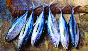 ICAR-CMFRI confirms Indian coast tuna safe to eat