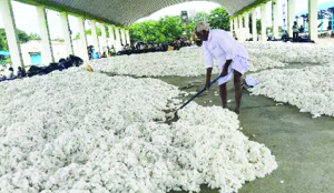 Import duty cut to improve cotton supply: Textile Ministry
