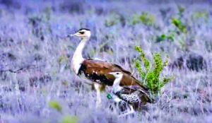In a first, 3 chicks of Great Indian Bustard released into rewilding tunnel