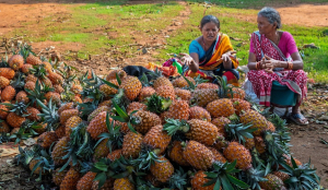 In pineapple country, the price is the hard part