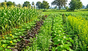 India’s Ancient Wisdom of Mixed-Crops and Inter-Crops Farming
