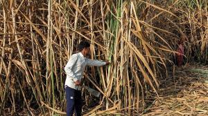 India’s biofuel moment