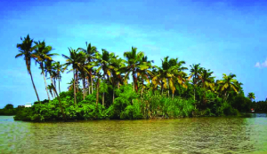 India’s coconut sector powers rural livelihoods, exports